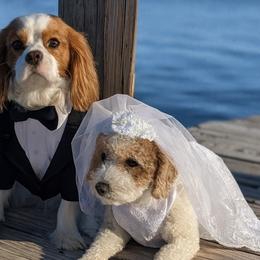 Cavapoos from Crystal Coast Cavapoodles
