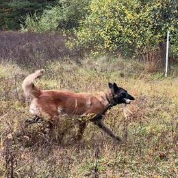 Belgian Tervuren from Reves Vifs Belgian Shepherds