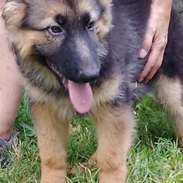German Shepherds and Poodles from Puppy paradise