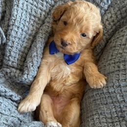 A-Blue Boy - Red  male Goldendoodle puppy in Lewisville, Texas from Texas Goldendoodle Lovers