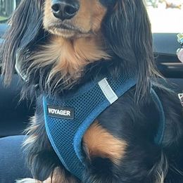 Dachshunds from Dynasty Doxies