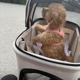 Maltipoo Puppies from Awwws-n-Pawws