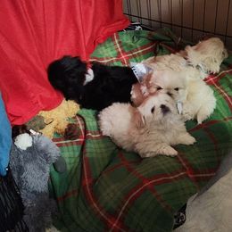 Pekingese Puppies from Heather's Pekingese
