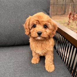 Kiwi - Red male Cavapoo puppy in Midland, North Carolina from Rocky River Cavapoos