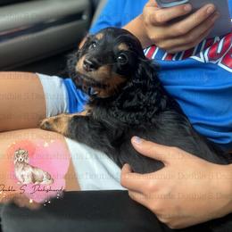 Larry - Black and tan male Dachshund puppy in Timpson, Texas from Double S Kennel