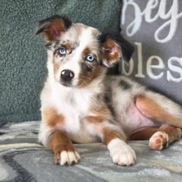 Skittles - Blue merle female Miniature Australian Shepherd puppy in Killen, Alabama from Wilkers Wholehearted Mini Aussies