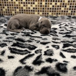 Silver collar - Blue female Great Dane puppy in Ider, Alabama from Sand Mountain Danes LLC