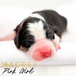 MACKEY - Tri-color female Bernedoodle puppy in Tipton, Indiana from Country Creek Doodles