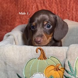 Boy 1 - male Dachshund puppy in Huggins, Missouri from RJ's Miniature Dachshunds
