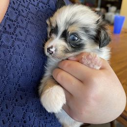 Australian Shepherd, Miniature American Shepherd, Miniature Australian Shepherd, and Toy Australian Shepherd Puppies from Painted Blue Aussies