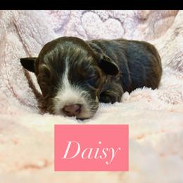 Daisy - Brown and white female Portuguese Water Dog puppy in Allen, Texas from Pawsitively Portuguese