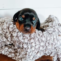 Dachshund Puppies from Cotton Hill Dachshunds