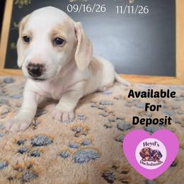 Magi Lune - Piebald female Dachshund puppy in Hoquiam, Washington from Heyd's Mini Dachshunds