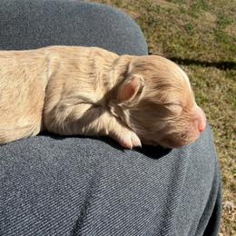 Lucy - Cream female Havanese puppy in Cadwell, Georgia from Hashtag Havenese