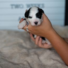Labrador Retriever and Portuguese Water Dog Puppies from Hilltop Portuguese Water Dogs