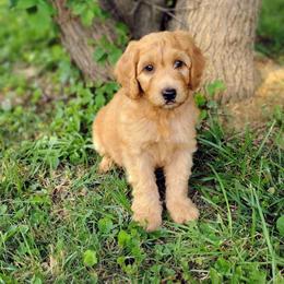 Musketeer - Apricot male Australian Labradoodle puppy in Harrisonburg, Virginia from Crown Doodles