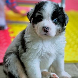 Kent - Blue merle male Australian Shepherd puppy in Putnam County, New York from Highland Haven Australian Shepherds