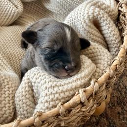 Desi - Blue merle male Aussiedoodle puppy in Davie, Florida from Miami Mini Doodles