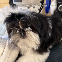 Nova Boy 1 - Black and white male Shih Tzu puppy in Paso Robles, California from Encanto Shih Tzus by Darlene Madrigal