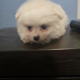Big bird baby boy - Cream male Pomeranian puppy in Texas from Ruby's Poms