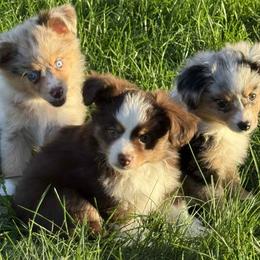Toy Australian Shepherd puppies from Rouse's Aussies