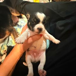 AKC Boy 2 - Black and white male Chihuahua puppy in Anoka, Minnesota from Anoka County MN AKC Chihuahuas
