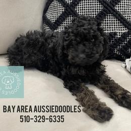 Aussiedoodle Puppies from Bay Area Aussiedoodles
