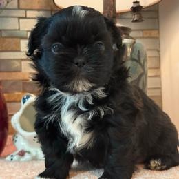 Sammy - Black and white male Shih Tzu puppy in Zephyrhills, Florida from Mary’s Shih Tzus