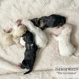Shorkie puppies from Lil Luxe Pups