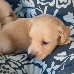 Gingerbread - Cream female Dachshund puppy in Vero Beach, Florida from Joseph’s Dachshunds