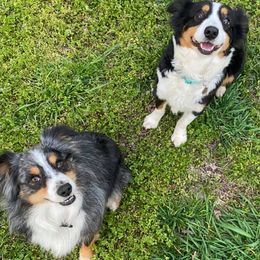 Miniature Australian Shepherds from Dash of Aussie Farm