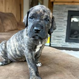 Leia - Brindle female Great Dane puppy in Michigan from Ohana Great Danes of Michigan