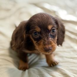 Dachshund Puppies from Southern Paws Dacshunds
