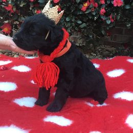 Black Russian Terrier and Cavalier King Charles Spaniel Puppies from Ocean Gem & Guardian Bears