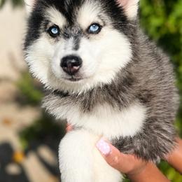 Alvin - Black and white male Pomsky puppy in San Jacinto, California from LittleLoyalz