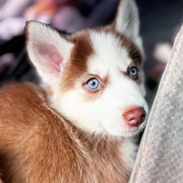 Boy2 - Chocolate male Pomsky puppy in Bolton, Connecticut from Elle Pomsky