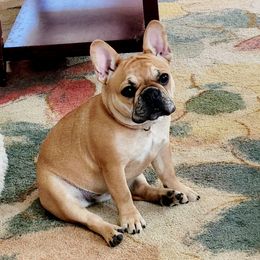 Maisha - French Bulldog