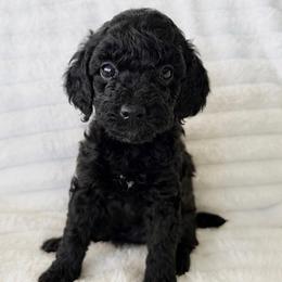 Java - Black female Poodle puppy in Calimesa, California from Teakwoodpoodleofsocal