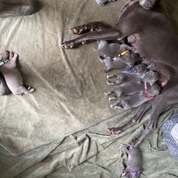 Weimaraner Puppies from Georgia Line Weimaraners