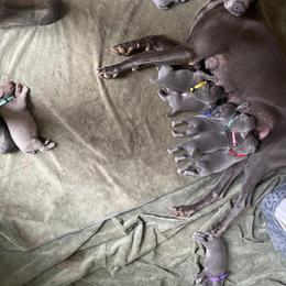 Weimaraner Puppies from Georgia Line Weimaraners