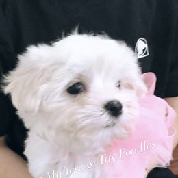 Companion Cross, Maltese, and Maltipoo Puppies from Best Maltese & Toy Poodles of Texas