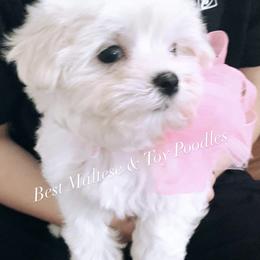 Companion Cross, Maltese, and Maltipoo Puppies from Best Maltese & Toy Poodles of Texas