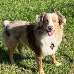 PJ - Miniature Australian Shepherd