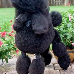 Poodle All Grown Up from Madness Kennels