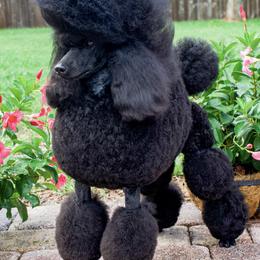 Poodle All Grown Up from Madness Kennels