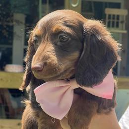 Dachshunds from Sissy’s Miniature Dachshunds