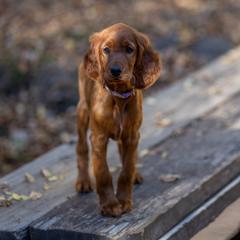 Irish Setter Puppies from Spring Creek Irish Setters