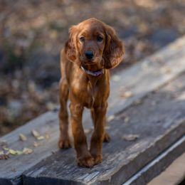 Irish Setter Puppies from Spring Creek Irish Setters