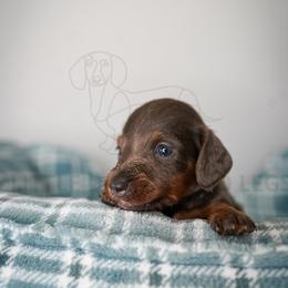 Bruce - Gray (blue) male Dachshund puppy in Temecula, California from Naomi Magee's Dachshund Kennel
