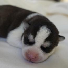Solana - Black and white female Siberian Husky puppy in Wiscasset, Maine from Running with Huskies